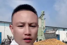 小麦继续上涨，玉米涨落互现，山东玉米深加工厂晨间剩余车辆466台  #粮心通粮食购销交易平台 #玉米小麦最新报价 #粮心通粮食批发市场视频封面