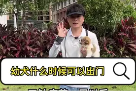 不想你的小狗长大以后出现，胆小，害怕，幼犬的社会化你就要趁早。#新手养狗 #科学养宠攻略 #养狗人 #狗狗 #训犬视频封面
