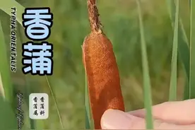 你知道它叫什么吗？ 你可能还不知道它的价值，根茎可食，蒲黄，蒲棒，中药材。水烛也是它的名字哦。香蒲草，大自然的精灵#感受大自然的气息和美景 #大自然就是我的舒适区 #田间地头走一走 #植物科普 #大自然的馈赠视频封面