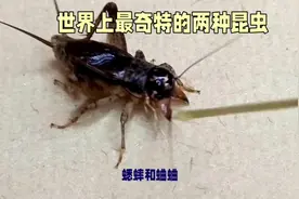 蟋蟀与蛐蛐🦗的区别#中视频伙伴计划 #神奇动物在抖音