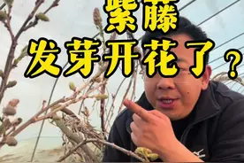紫藤开花了？ 现在春天都3月份了，紫藤已经开花了吗？什么时候发芽开花？花开的紫藤可以买吗？#紫藤 #紫藤花 #农业种植技术 #植物科普 #花卉绿植视频封面