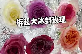超大超透冰封玫瑰拆冰来啦，冰封即永久，等了五天的成品真的很惊艳#冰封玫瑰 #冰封玫瑰有多美 #冰封玫瑰的爱意永不凋零 #拆冰 #玫瑰花视频封面