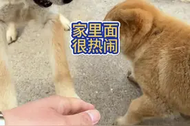 #狗狗能有什么坏心思 它们就是淘气了点#狗狗的迷惑行为 #田园犬 #中华田园犬视频封面