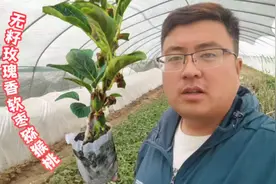 软枣猕猴桃天花板品种，自花授粉一花能结7个果，刚发芽就带花苞视频封面