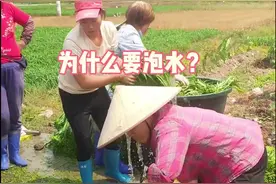 通心菜泡水起保鲜作用，以免在运输过程中发热变黄。#抖音助农 #三农 #空心菜 #绿色蔬菜视频封面