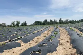 #帮助别人就是帮助自己 #帮农民解决问题   芋头种植技术讲解视频封面