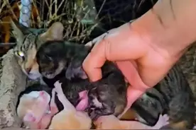 救助流浪猫一家#动物世界 #动物救助 #流浪猫视频封面