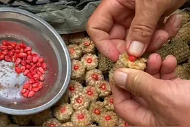 玉米芯种玉米#种植小技巧 #抖音记录农村生活视频封面