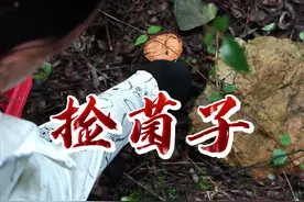 雨越大，菌子越鲜美，风浪越大，鱼越贵😂😂，视频最后有告诉大家如何区分长得很像松菌的菌子，千万不要搞错了#宜昌 #农村生活 #大自然的馈赠 #吃野生菌的季节 #你们吃过吗视频封面