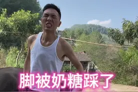 被牛脚踩得好痛 过奶瘾了，训练奶糖牛牛转圈#三农 #记录真实生活 #神奇动物在抖音 #万物皆有灵性 #奶糖牛牛 水牛对人很温顺，牛的智商相当于人4岁，水牛撒娇，声音嗲声嗲气的@抖音热点宝 @抖音短视频视频封面