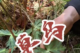 @甘肃老嘎专营店 草乌是毛茛科乌头属多年生草本植物，喜欢生长在高山阴暗潮湿的山沟里，毒性非常强，它和半夏，天花粉，贝母等很多本草都不能一起搭配使用，切记小心#采药人 #野生草药 #植物科普 #2024新农人计划 #草乌视频封面