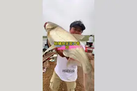 以物换物，大鱼香烟，老板娘是亏还是赚#浮钓鲢鳙 #突击鲢二代 #快乐钓鱼小谭 #钓鱼人的惊喜永远在下一条鱼视频封面