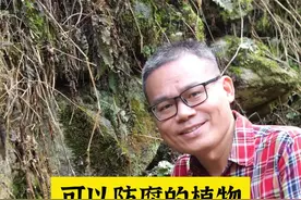 防腐的植物有哪些？#新农人计划2024视频封面