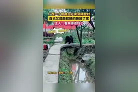 广西一小狗被主人卖到隔壁村自己又屁颠屁颠的跑回了家主人：看来得退钱了视频封面