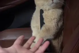 小猫：叽里咕噜说啥呢