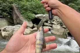 重庆溪石斑资源争夺榜，开州不服，但是我服了#溪石斑 #钓鱼人 #溪流石斑 #溪流钓 #户外钓鱼 @北禾溪流钓企业店视频封面