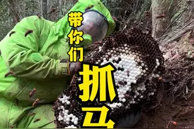 山间发现一窝金环虎头蜂、见面就是搞、哈哈又是超级大货、舒服～ #马蜂 #金环虎头蜂 #大自然的馈赠 #马蜂窝 #小锅抓马蜂视频封面