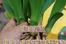 家庭秋季君子兰群兰分株和栽种指南实战分享分享#君子兰#君子兰分株换盆 #内容启发搜索 #君子兰换土视频封面