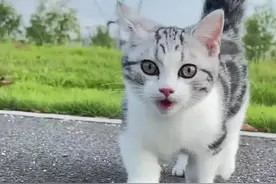 猫妈妈叫小猫的叫声快大声放出来试试看毛孩子会不会过来找你#猫语十级 #新手养猫 #猫语视频封面