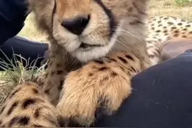 救援队救了一只受伤的雌性猎豹，雄性猎豹不离不弃的守护着他 #人与动物和谐共处 #自然奇境科普季 #神奇动物在抖音 #萌宠 #小动物们能有多治愈视频封面