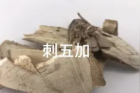 中药刺五加视频封面
