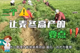 让麦冬高产的三个技术要点！你都知道哪些，最后一点尤为重要。视频封面