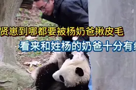 贤贤崽和姓杨的奶爸真有缘，走到哪都要被杨奶爸揪#大熊猫视频封面