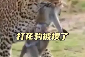 打工豹捱揍 打工豹咬死狒狒母子，它被狒狒族群堵住，这一次打工豹跑不掉了#弱肉强食的动物世界 #神奇动物在抖音 #解说版动物世界 #花豹捕食 #狒狒视频封面