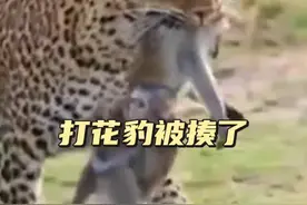 打工豹捱揍 打工豹咬死狒狒母子，它被狒狒族群堵住，这一次打工豹跑不掉了#弱肉强食的动物世界 #神奇动物在抖音 #解说版动物世界 #花豹捕食 #狒狒视频封面