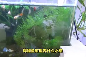 锦鲤鱼缸里能不能养水草？#养锦鲤 #观赏鱼 #锦鲤鱼池视频封面
