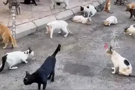 物业以投毒流浪猫为名制止地库遛狗：初衷是为了警醒遛狗业主（九派新闻）视频封面