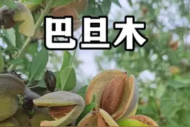 巴旦木和杏仁不是一种坚果。巴旦木从古波斯（现今伊朗）传入我国，现今已有一千三百余年的历史。#植物科普 #巴旦木#扁桃#新疆坚果视频封面