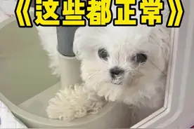 幼犬这些都是正常的，别自己吓自己哦～新手养狗焦虑退退退！#萌宠出道计划 #科学养宠攻略 #养狗经验分享 #新手养狗 #比熊 @抖音短视频 @DOU+小助手