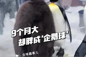 走红网络的巨型王企鹅宝宝 为什么企鹅宝宝会胖成“球”？#企鹅 #企鹅宝宝 #神奇动物在抖音 #科普一下 #有趣视频封面
