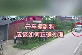开车撞到狗应该如何正确处理 #汽车知识 #开车技巧 #用车小知识 #用车小知识#开车撞到狗 @DOU+小助手视频封面