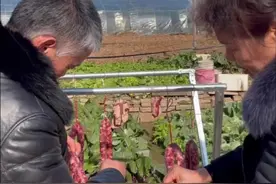 一根牙签就可以让腊肠晒得更好，切的时候不容易散，味道也更好。自己辛苦做的腊肠一定要晒好，不然就前功尽弃了。#又到腌制腊货的时候了 #自制香肠 #备年货 #腊味 #愿用心耕耘的人都有收获视频封面
