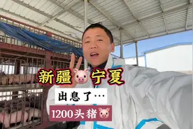 拉猪小伙用9分钟纪录拉猪全过程的艰辛，真是太不容易了……视频封面