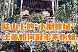 陡山上的“小棚蜂场”，土养如何取蜜不伤蜂？#养蜂技术分享 #三农 #新农人计划2024  #中蜂养殖 #土养视频封面