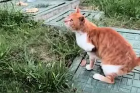路边断肢乞讨小猫庄园已帮它完成手术#糗糗庄园 #流浪猫救助 #每个生命都应该被尊重 #我和流浪猫的故事 #不爱请别伤害视频封面
