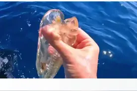 神奇的海洋生物，樽海鞘#科普知识 #每天一个小知识 #涨见识视频封面