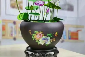 #碗莲的水养方法 #爱生活爱养花 #水培植物 #花开富贵好运来视频封面