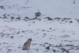 狼群引诱两条坎高犬追上山，与狗在山上打了一架#坎高犬#动物世界 #牧区风景视频封面