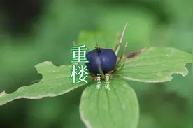 重楼分两南北，今天介绍的就是，北重楼，大家一定要认识视频封面