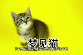 梦见猫是什么寓意？#你的梦境在暗示什么 #周公解梦 #梦境解析视频封面