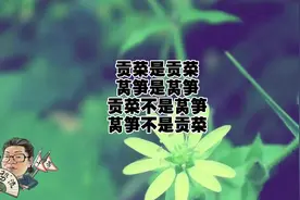贡菜是贡菜，莴笋是莴笋，贡菜不是莴笋，莴笋不是贡菜视频封面