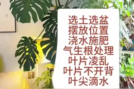 龟背竹详细养护攻略，我棵龟背竹养了4年出头点。从一点点小养大的，这期视频仅代表个人养护经验！#龟背竹 #花卉绿植 #我的花花草草🌸🌸 #室内绿植视频封面