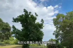 #元宝枫 #元宝枫籽油视频封面