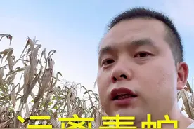 银环蛇一般不会咬你！#蛇🐍 #血清解蛇毒的原理 #五步蛇 #过山峰 #银环蛇视频封面
