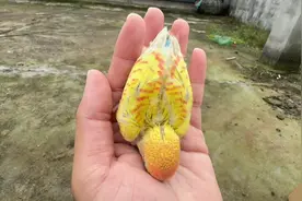 养鸟真的上瘾，开箱一只很少见的牡丹鹦鹉#萌宠出道计划视频封面