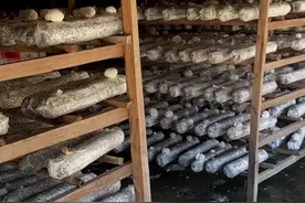 一年只能吃一次的鲜猴头菇，你们吃过了吗#土特产走出大山 #我的家乡特产 #猴头菇视频封面
